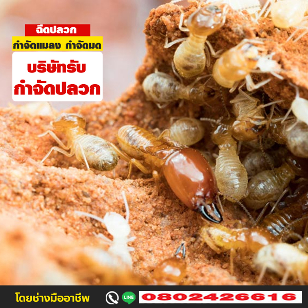 ตรวจเช็คและดูแลปลวกรายปี – บริการกำจัดปลวก